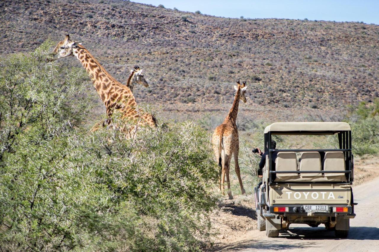 White Lion Lodge On Sanbona Монтегю Экстерьер фото